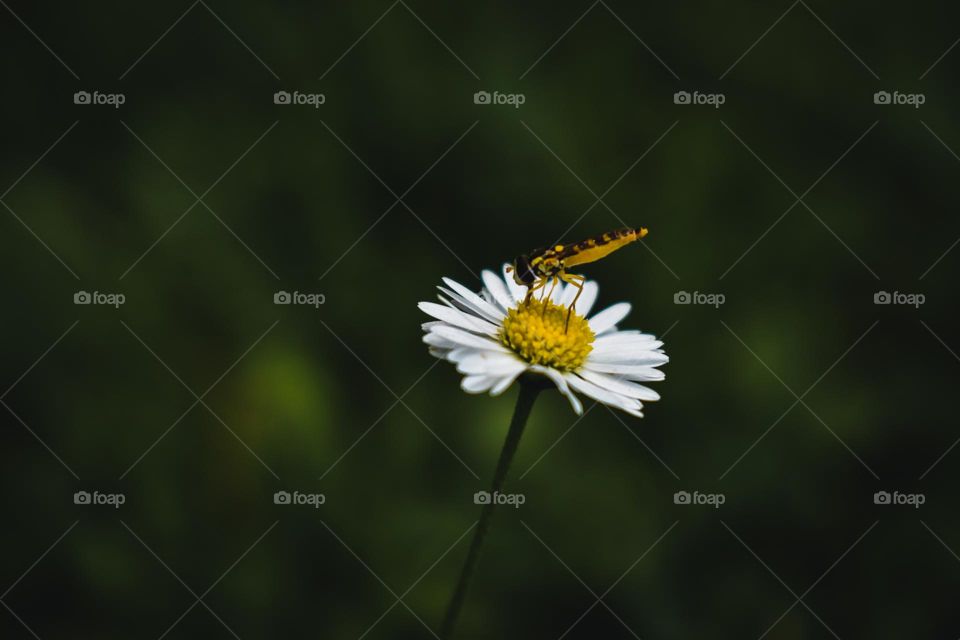 an insect on a daisy