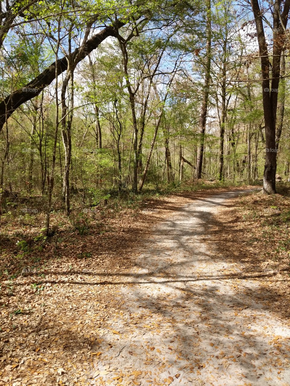 Hiking trail at O'Leno State Park in High Springs, FL