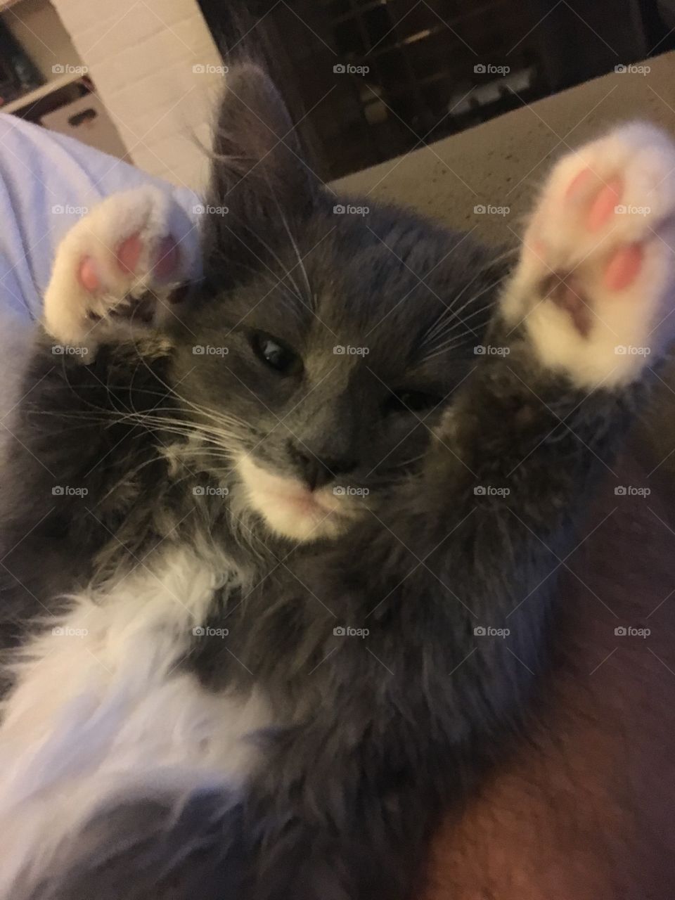 Little Gray Kitten with paws up