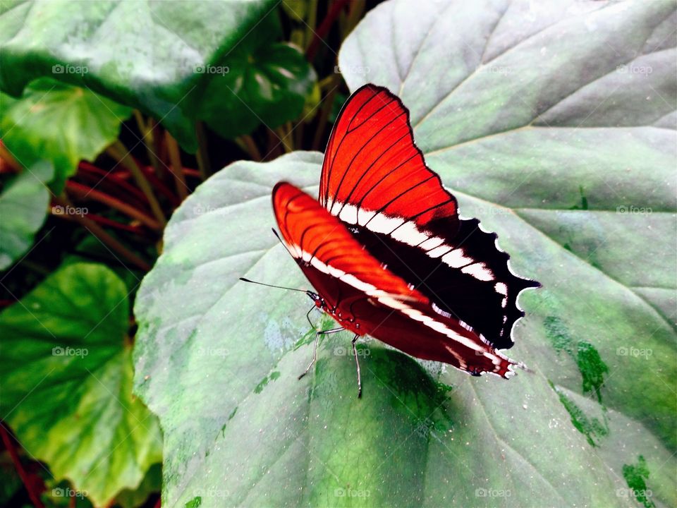 Mindo, Ecuador 