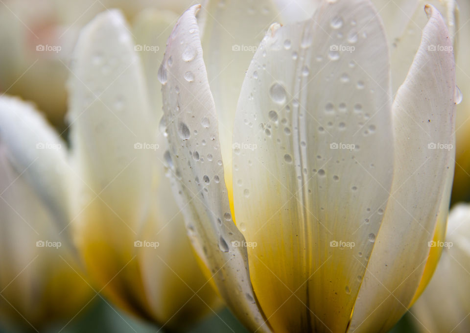 Water droplets on a Dutch tulip