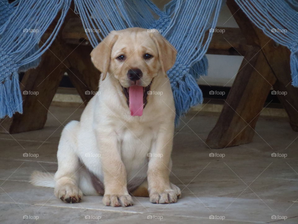 Puppy sticking out tongue
