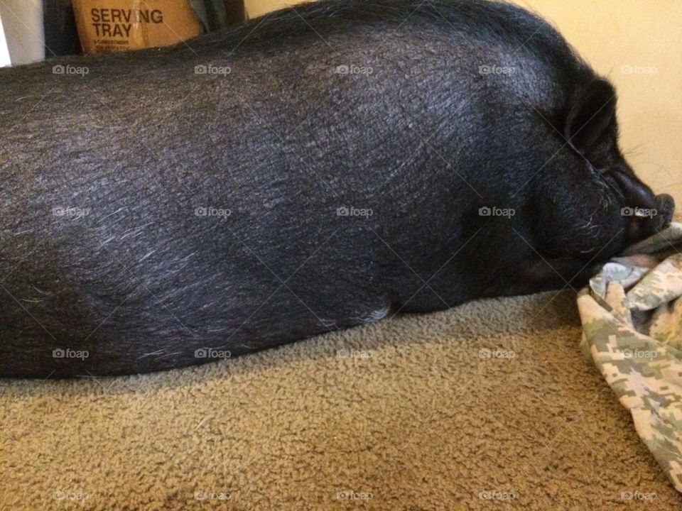 Porkchop our pig lays in walkways and doesn't move just grunts at you....Totally Lazy