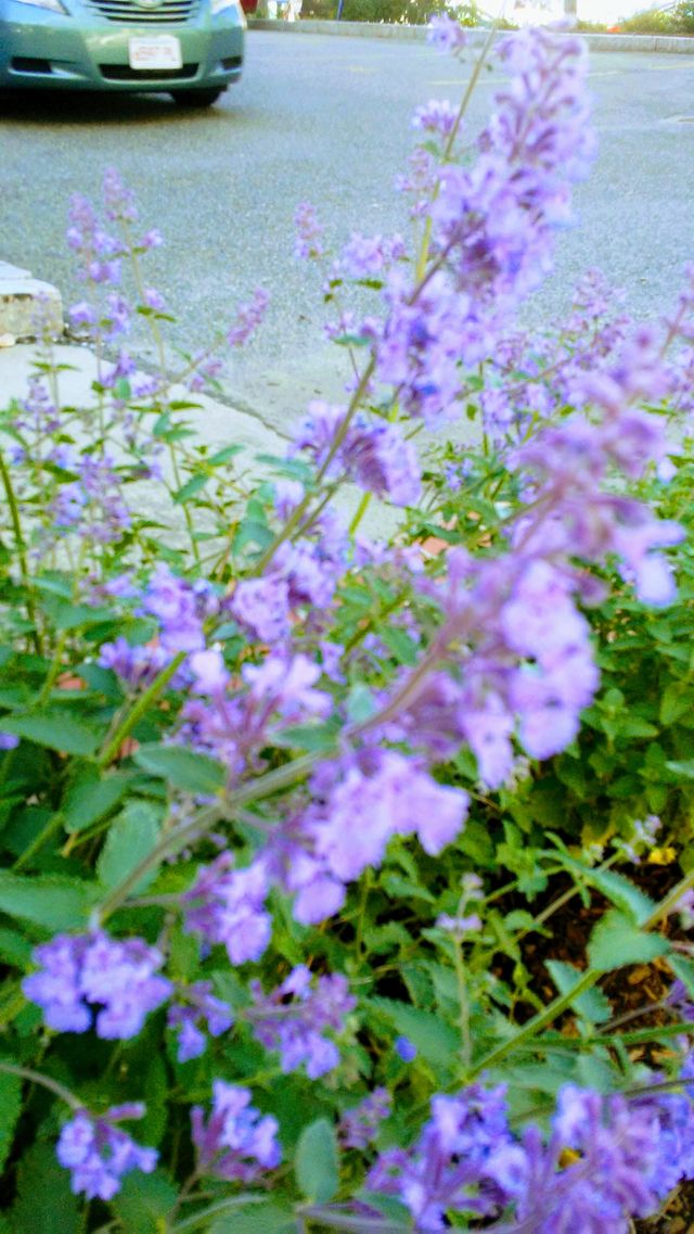 summer time. flowers. colors. beauty