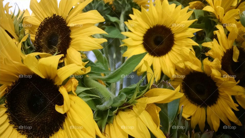 Sunflower, Nature, Flora, Summer, Flower