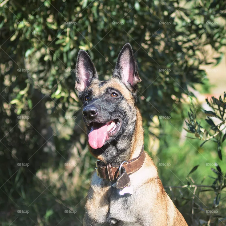 dog belgian malinois