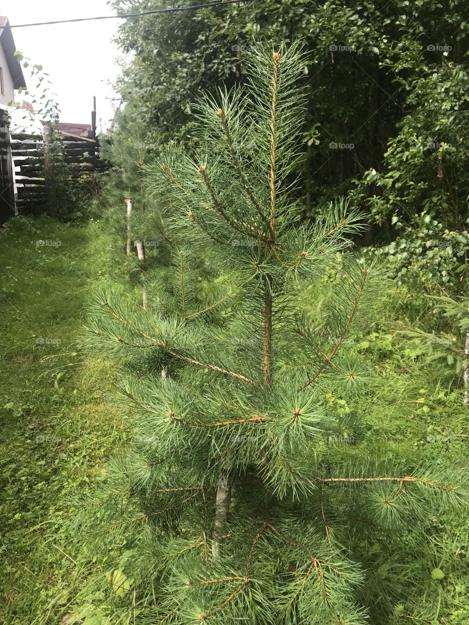 Ростов Великий 