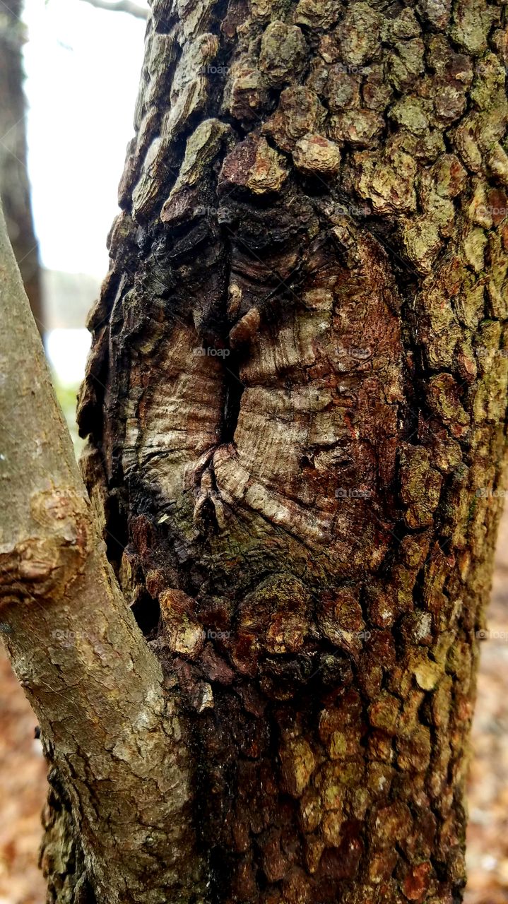 tree bark in the rain.