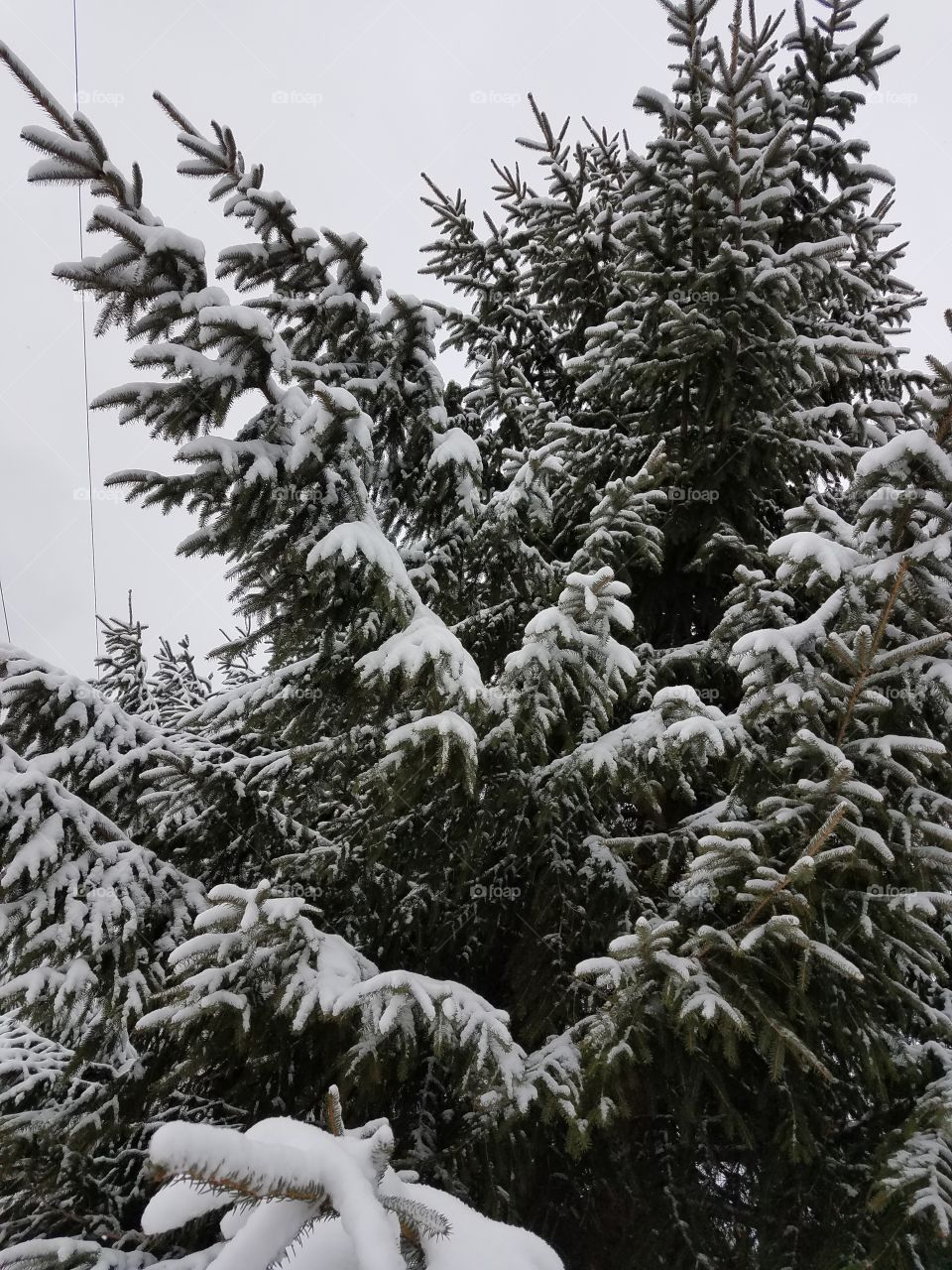 snow covered pine