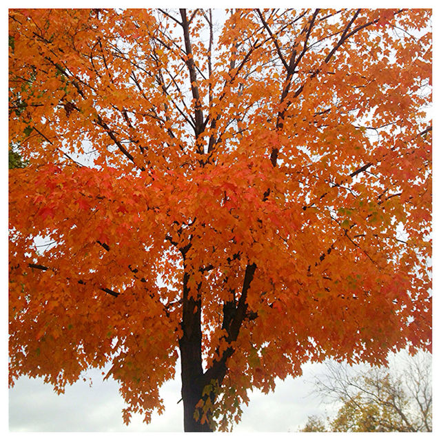 fall
