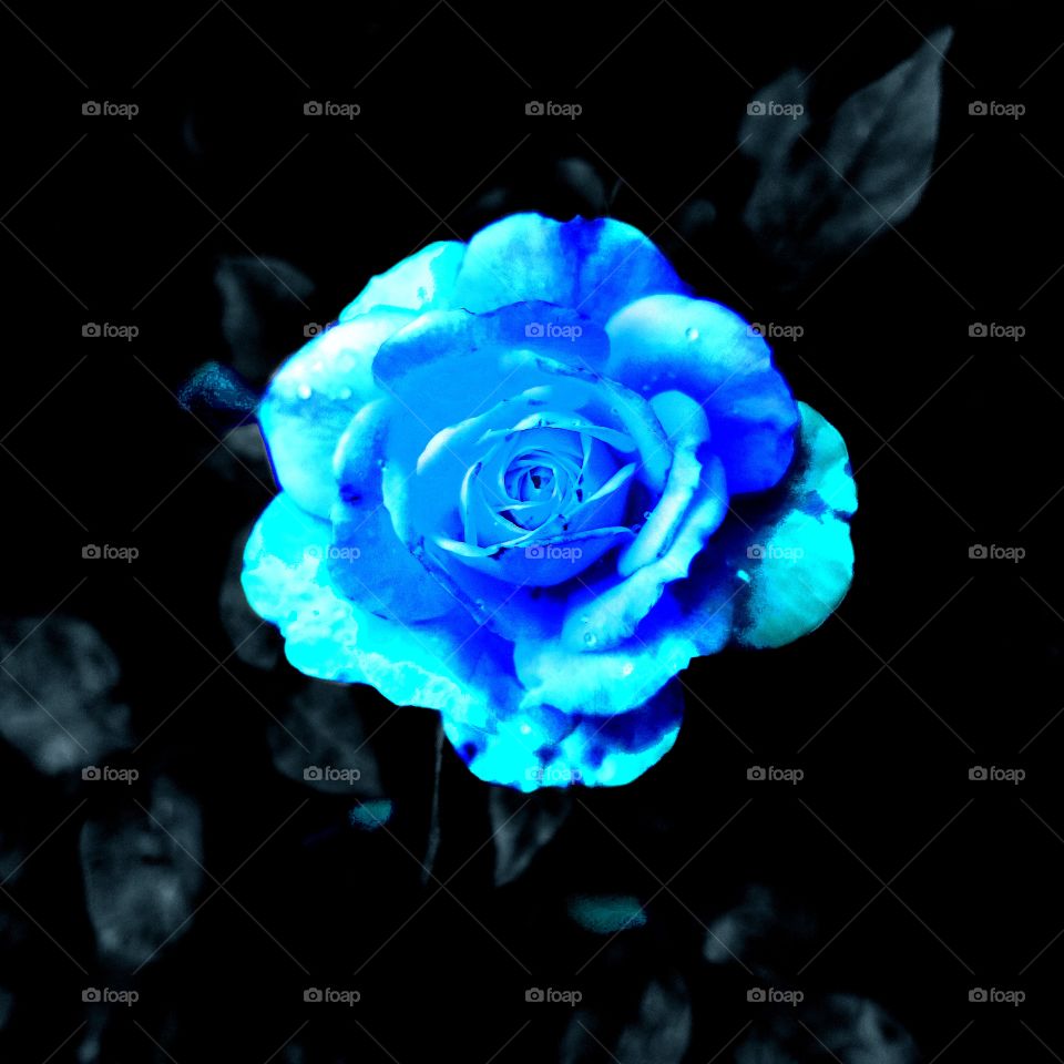 Queen of Love and Beauty Blue Rose