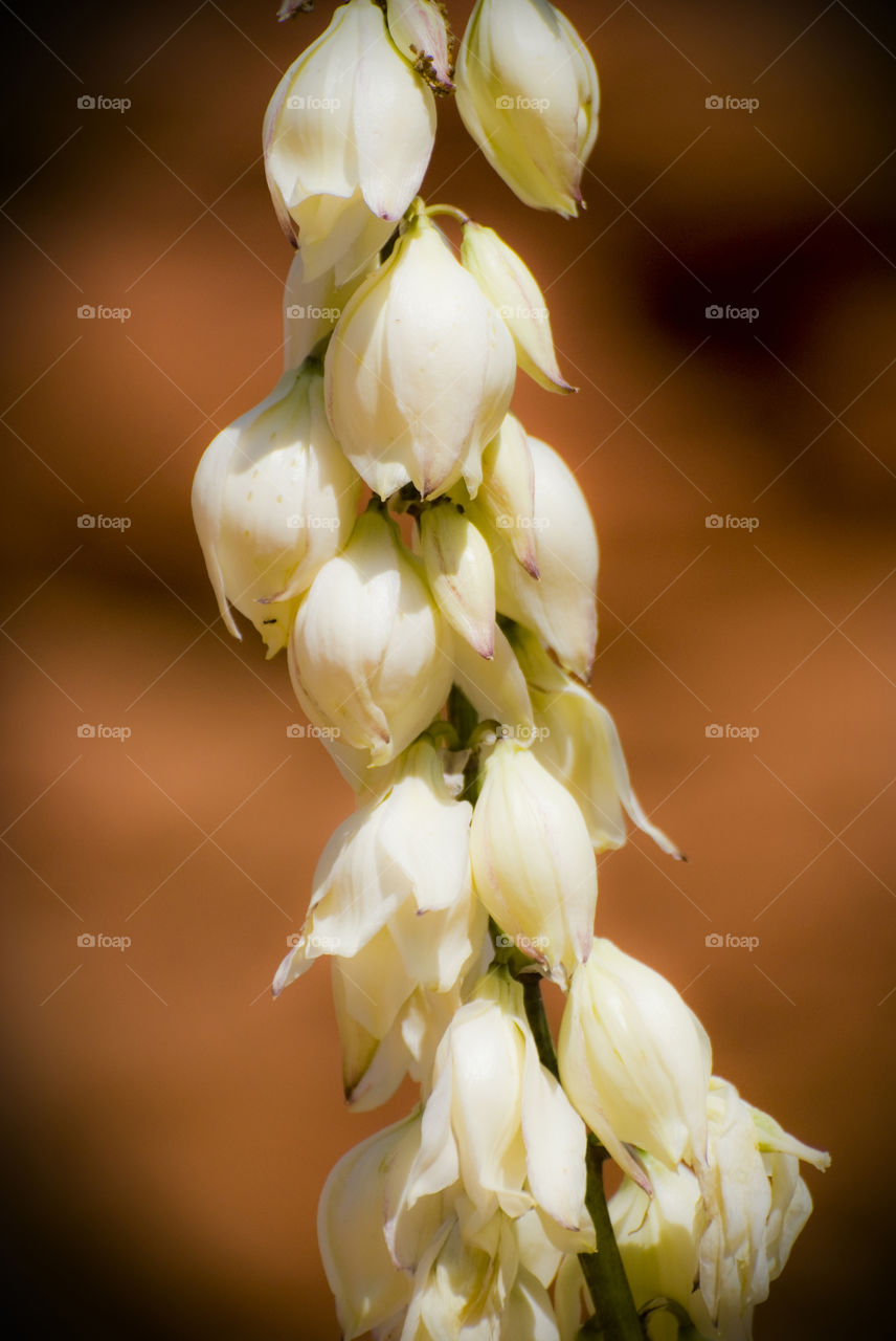 Desert flower in bloom - close-up