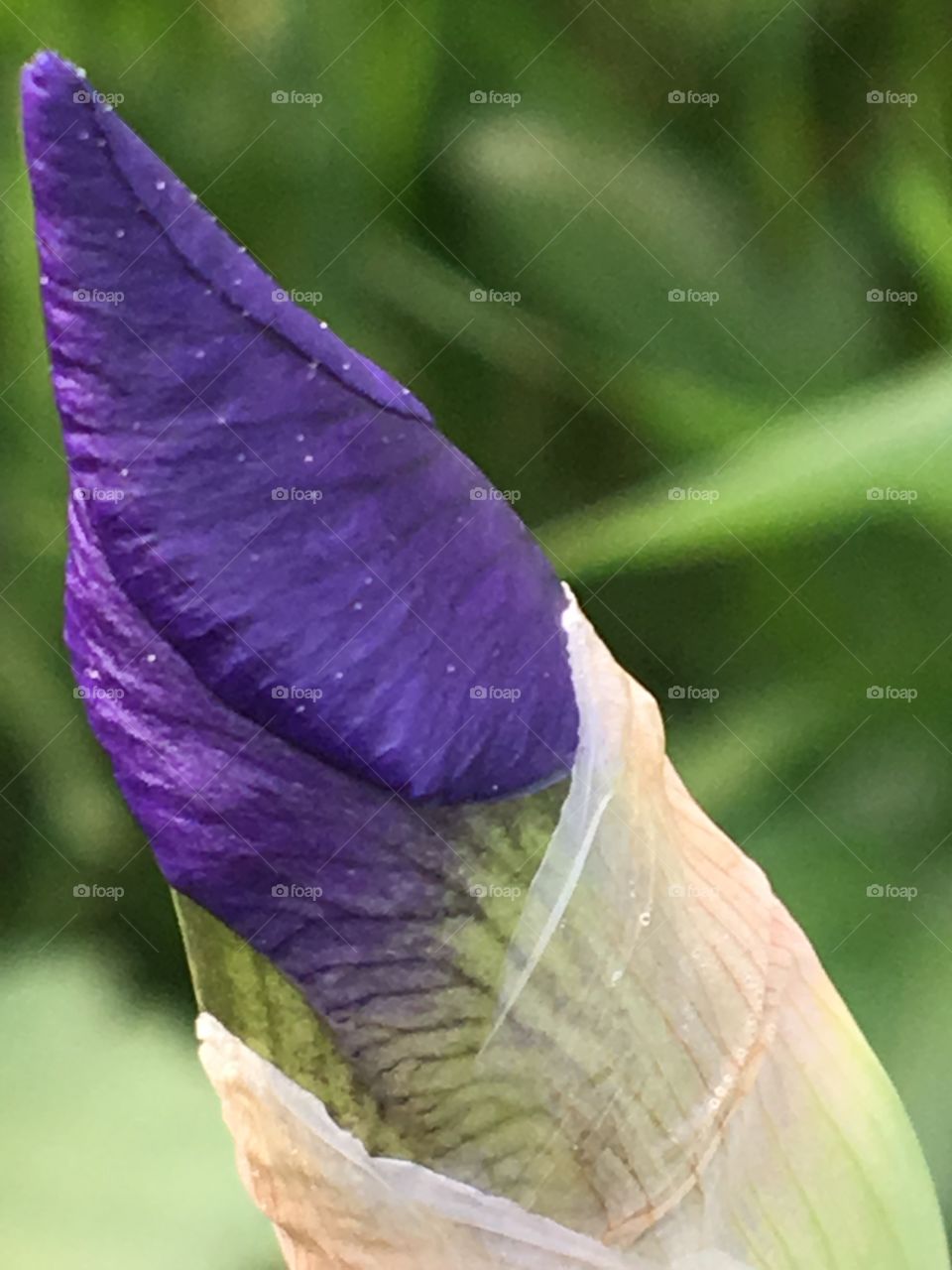Purple Iris bud ready to bloom 