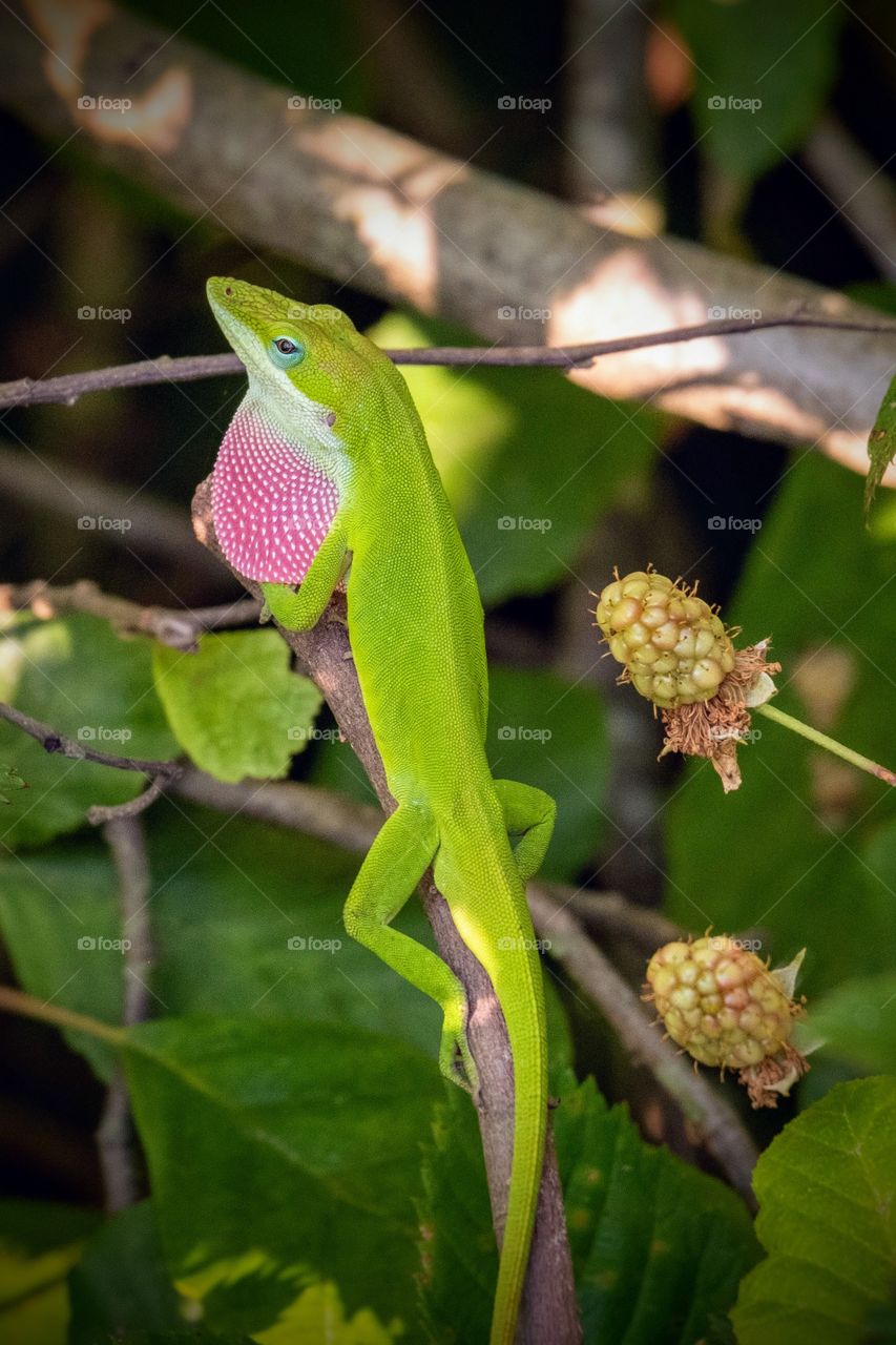 A bright green Carolina Anole flares his dewlap to declare his territory among the blackberry bush. Raleigh, North Carolina. 