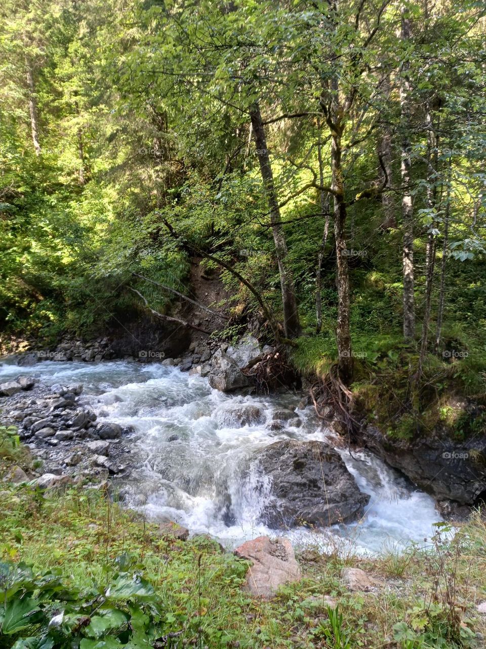 Mountain Stream on a Summer Day