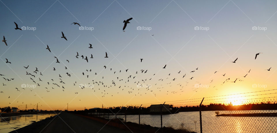 Flock of seagulls during sunset 