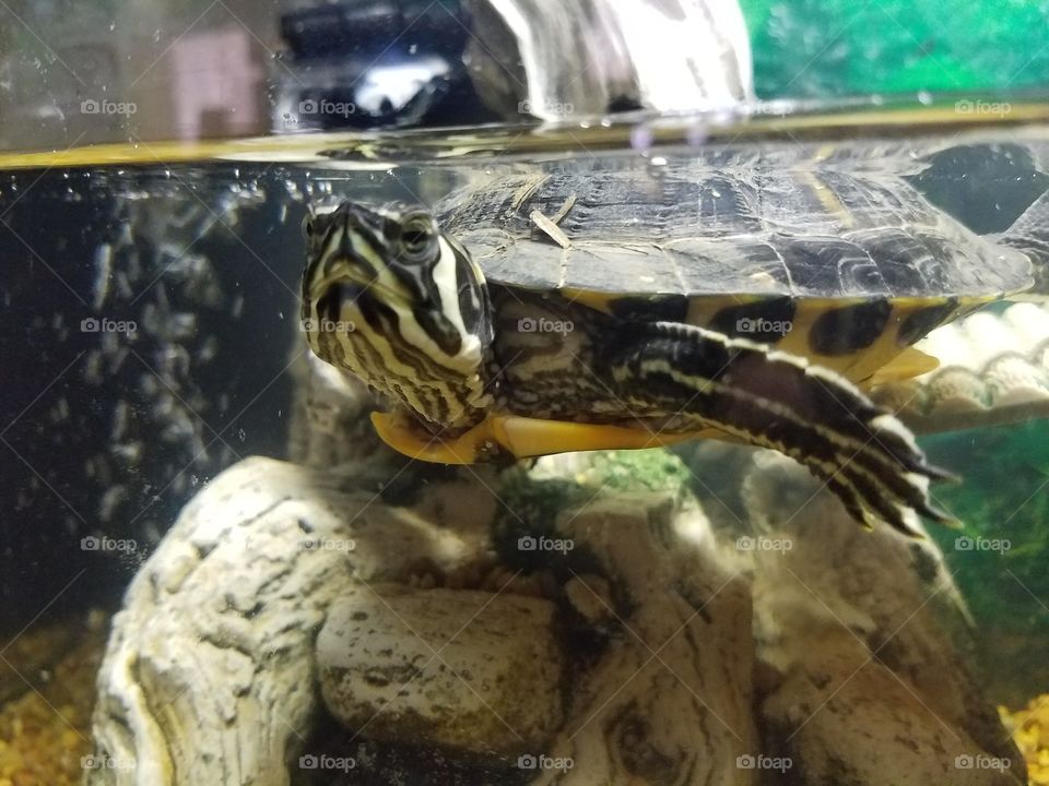 Our pet Turtle Leonardo.