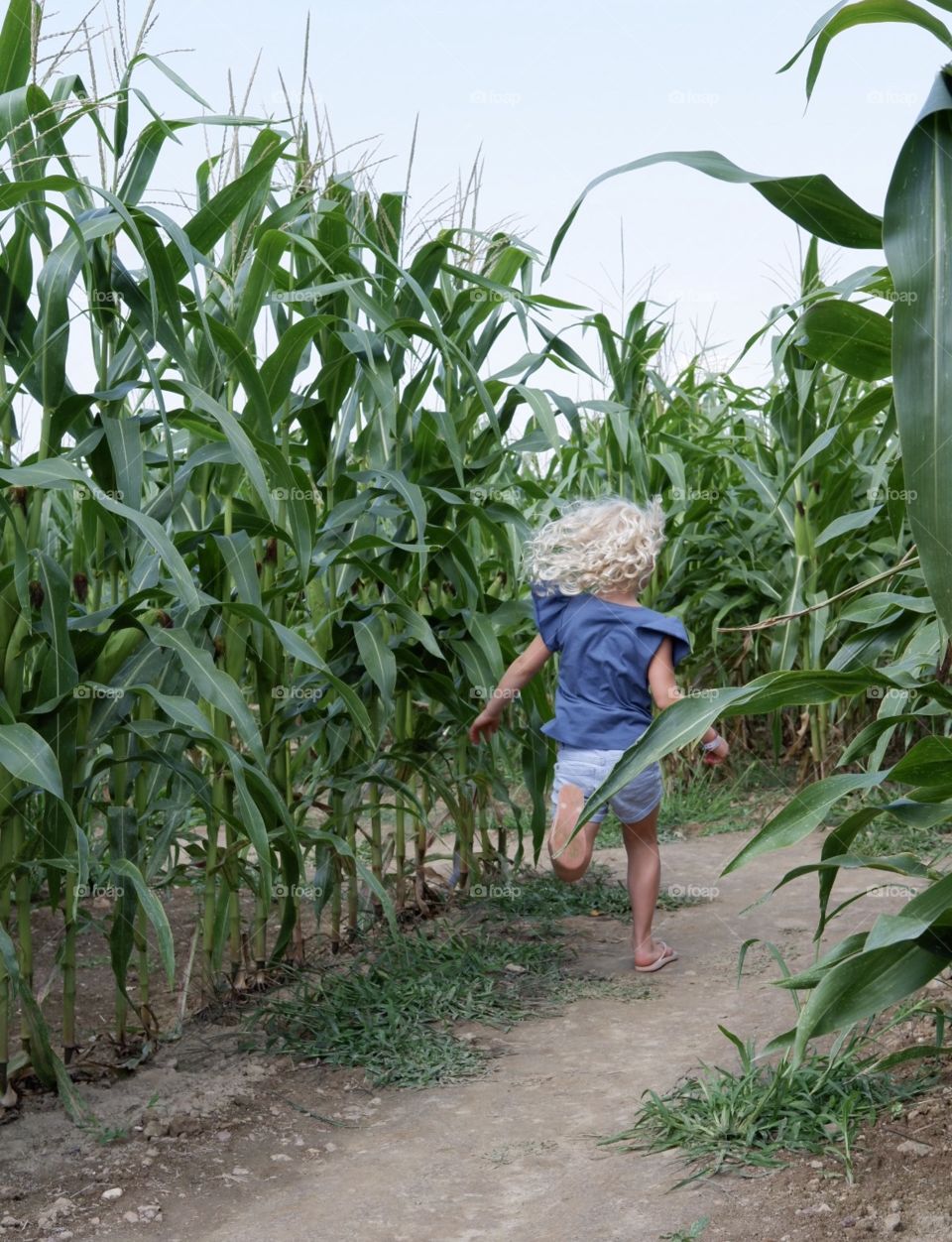 Running through the corn fields