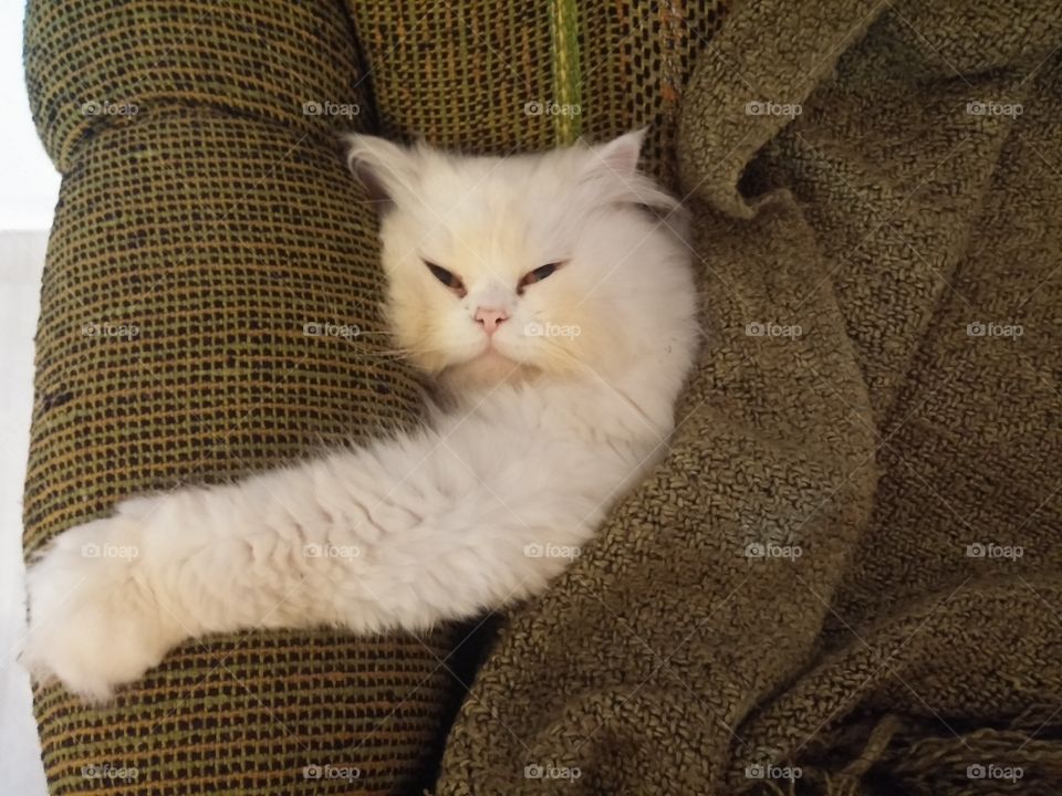 Cat relaxing on a sofa