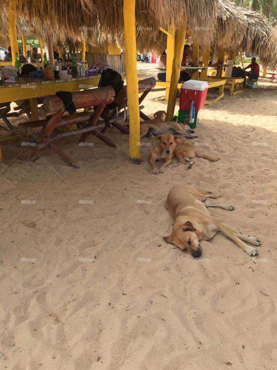 dog beach life