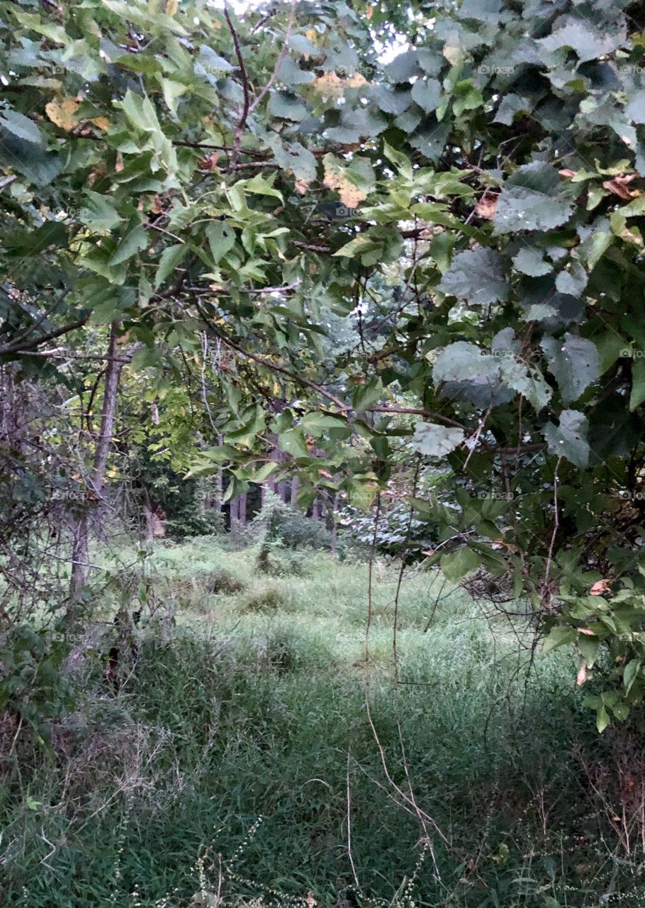 Welcoming Pathway into the woods 