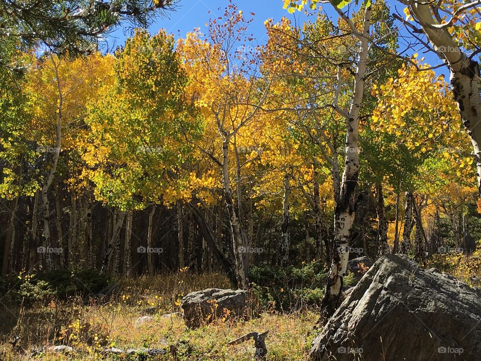 Aspens in autumn 