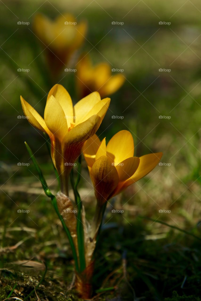 Crocus