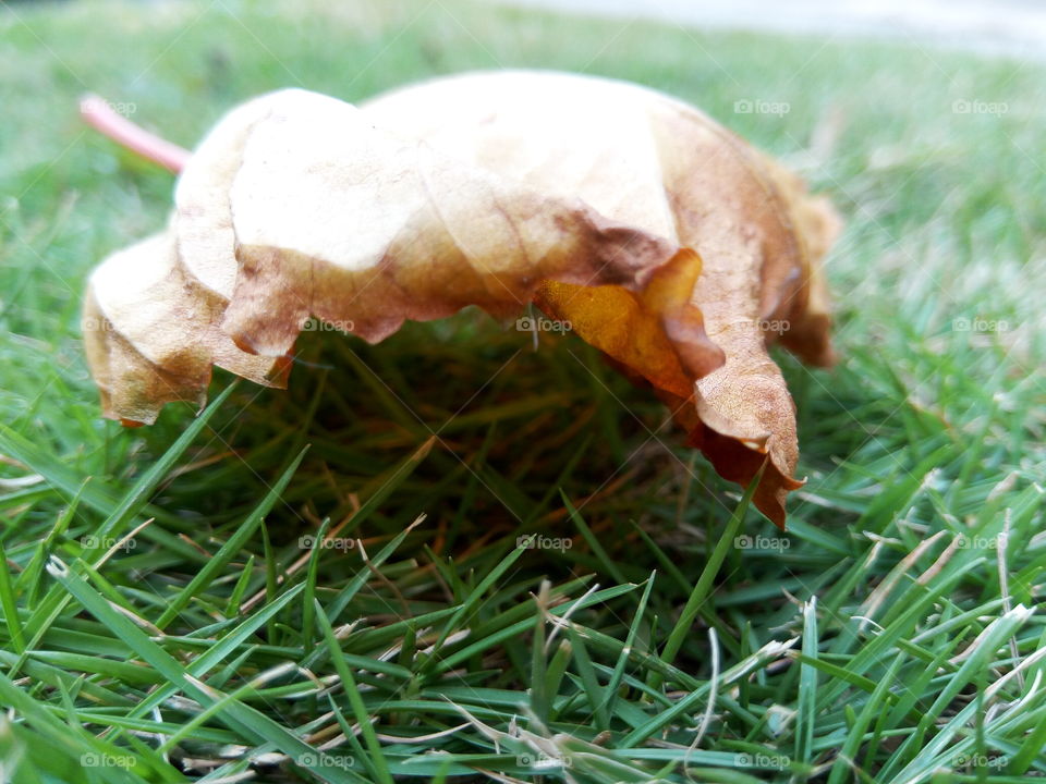 fallen leaf on summer green