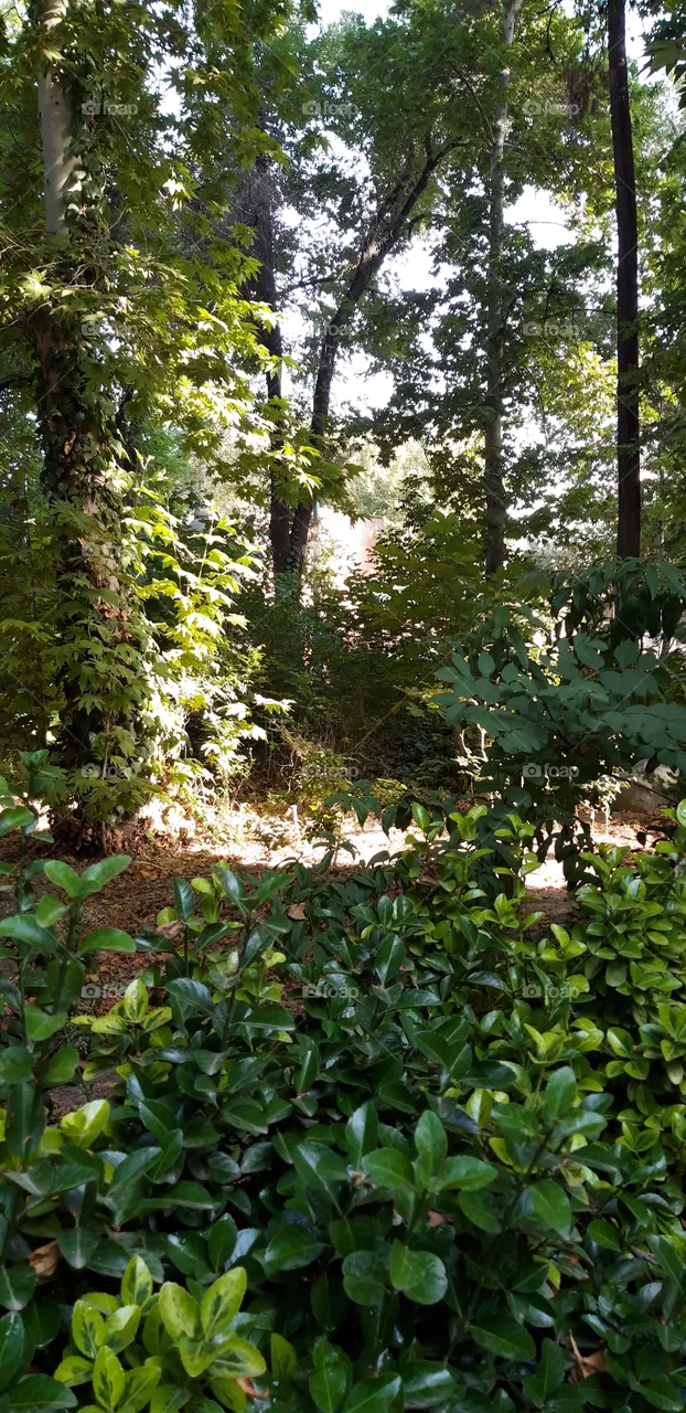 nature