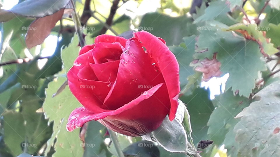 raindrops on the pink  rose