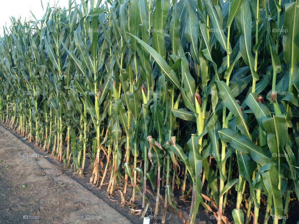 View of sugarcane field
