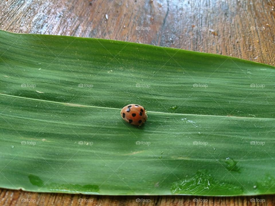 Ladybug leaves above