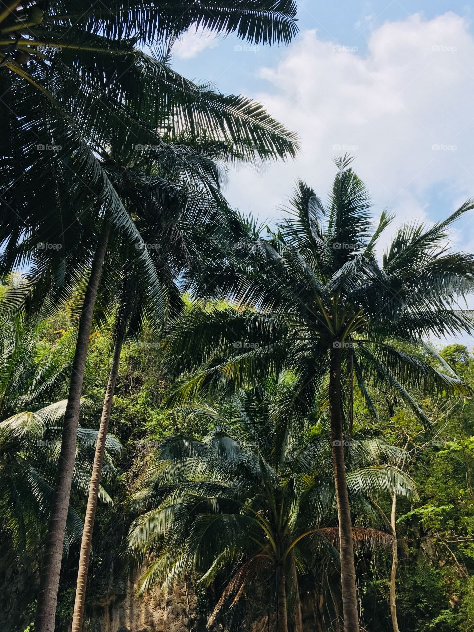 Palms in Thailand 