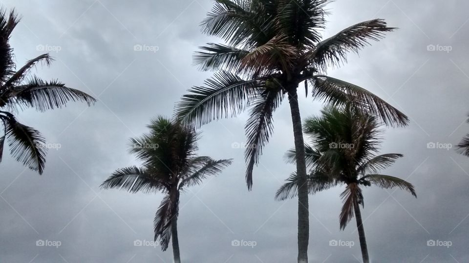 Palm, Tropical, Coconut, No Person, Beach