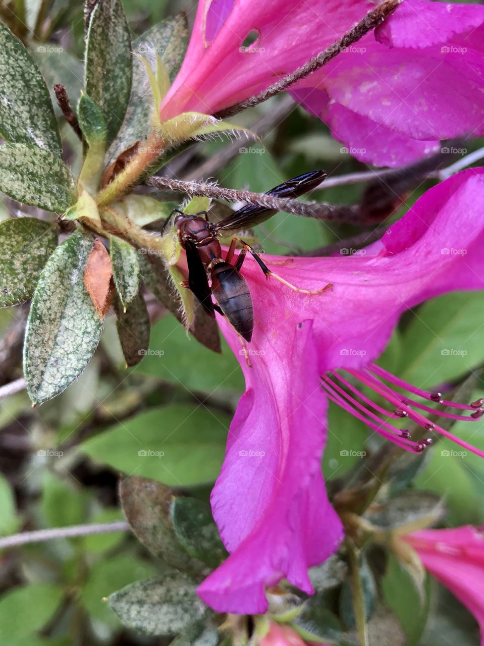 Wasp on pink azalea 