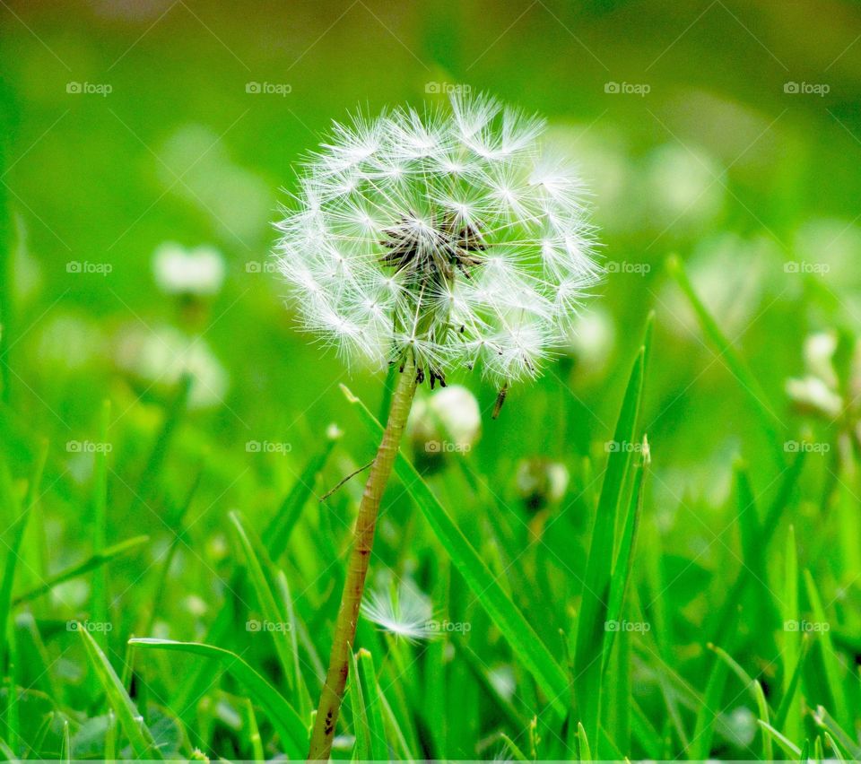 Beautiful macro of Dandelion