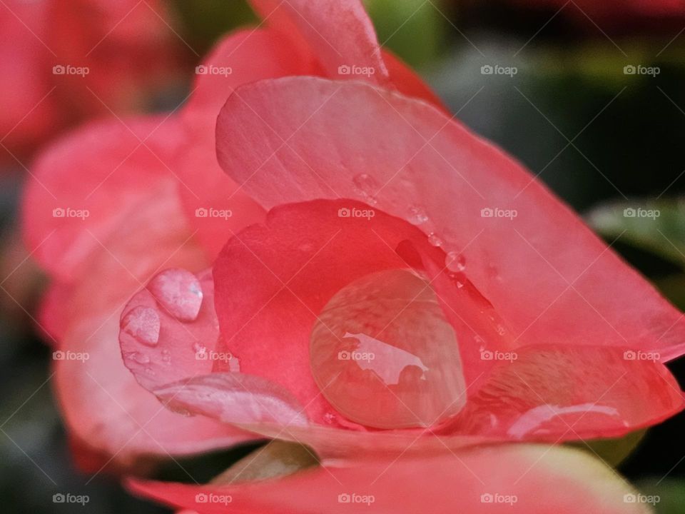 rain drops like pearls on flower