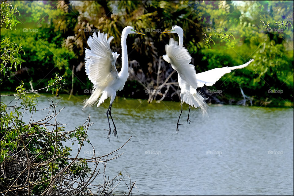 Great White Egrets in their breeding plumage and green cere dancing in midair.