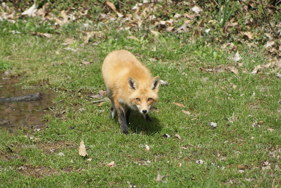 red fox