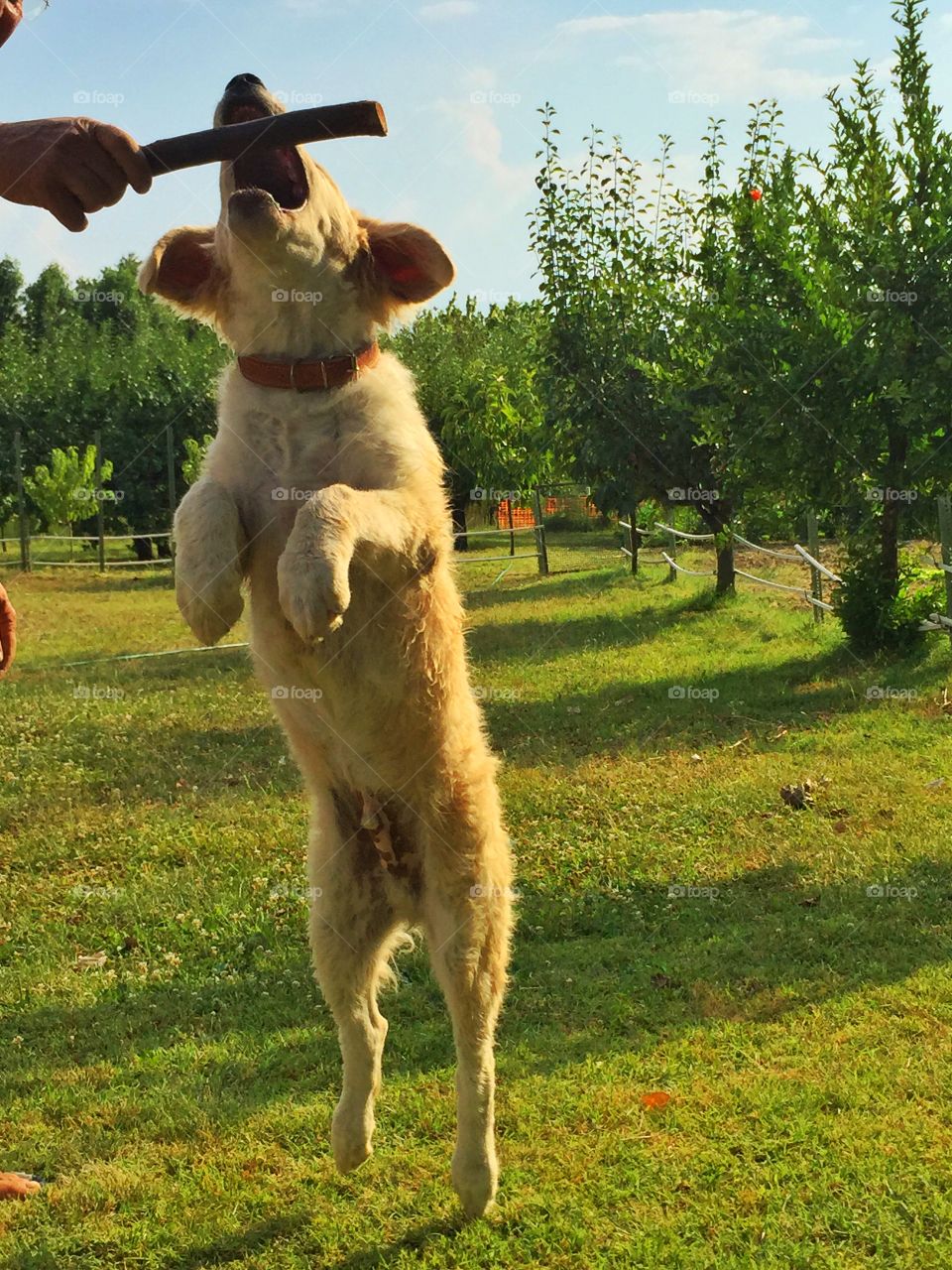 Dog that jump. My happy dog juice jumps to take the  bone