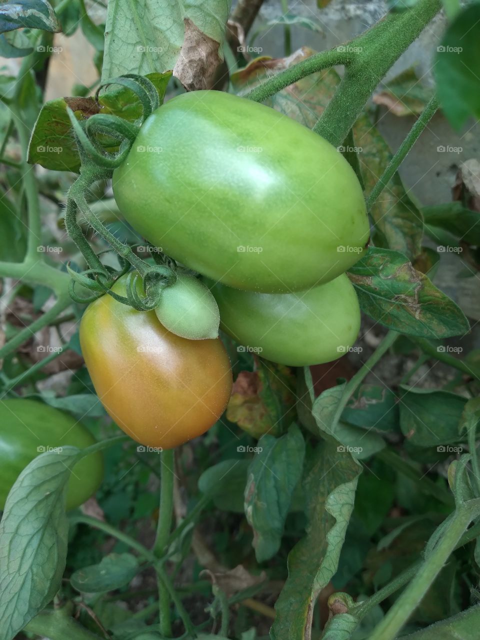 Tomato fruit