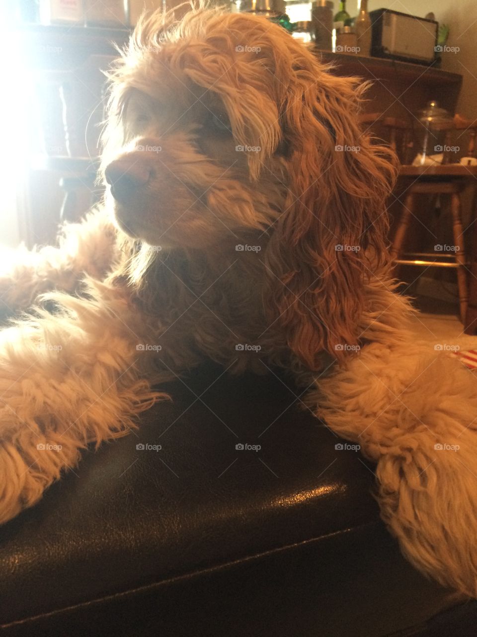 Dog laying down on sofa