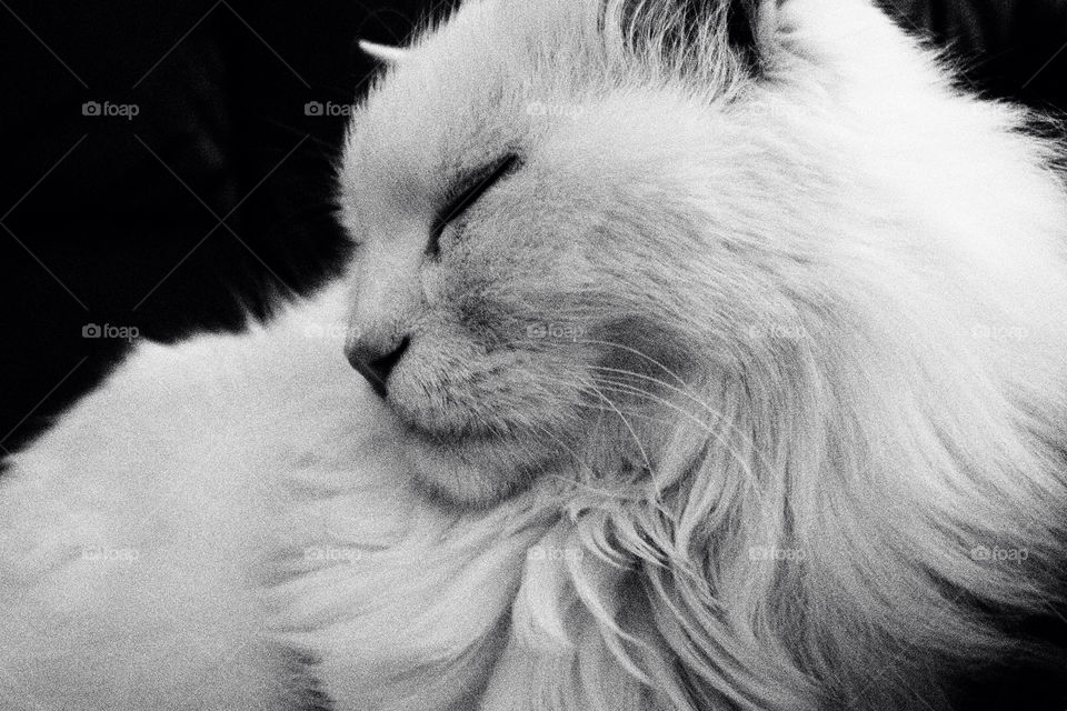 white black sweet cat by lenusik