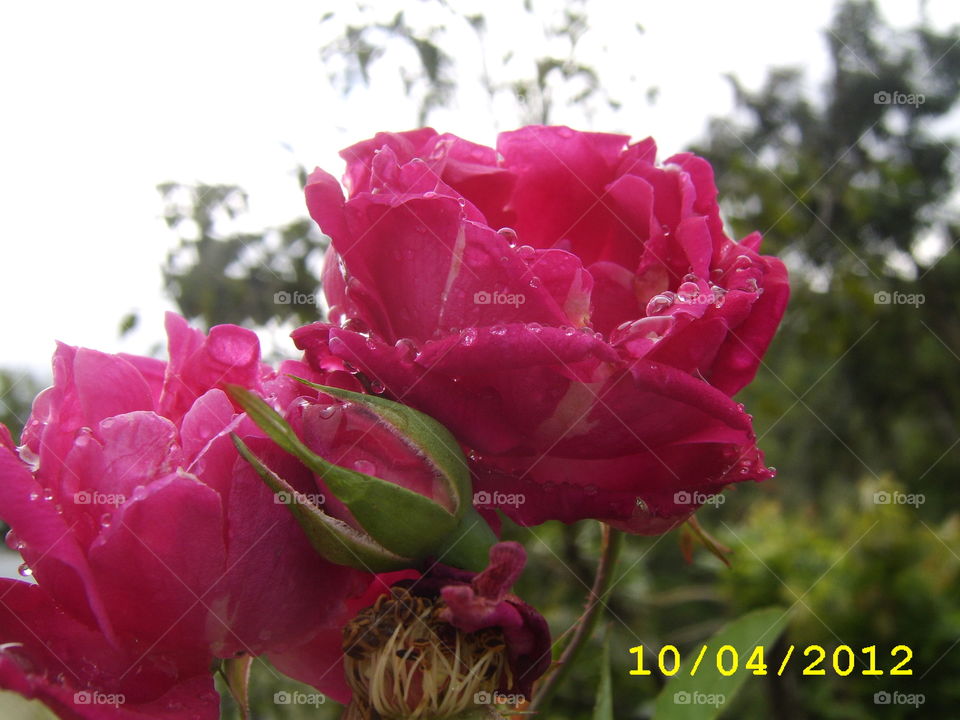 Flower, Nature, Flora, Leaf, Rose