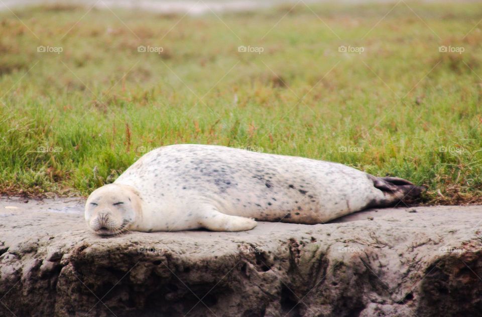 White Sea lion lounging on the rocks 