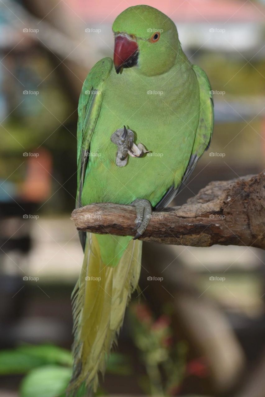 Birds and Bees in Motion