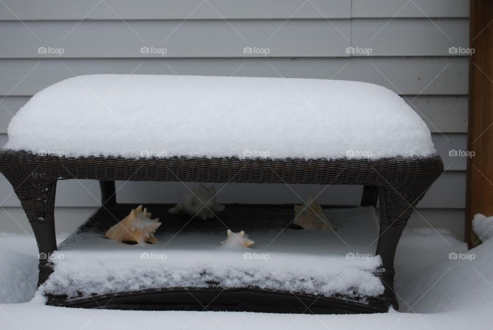 Sea shells in the snow