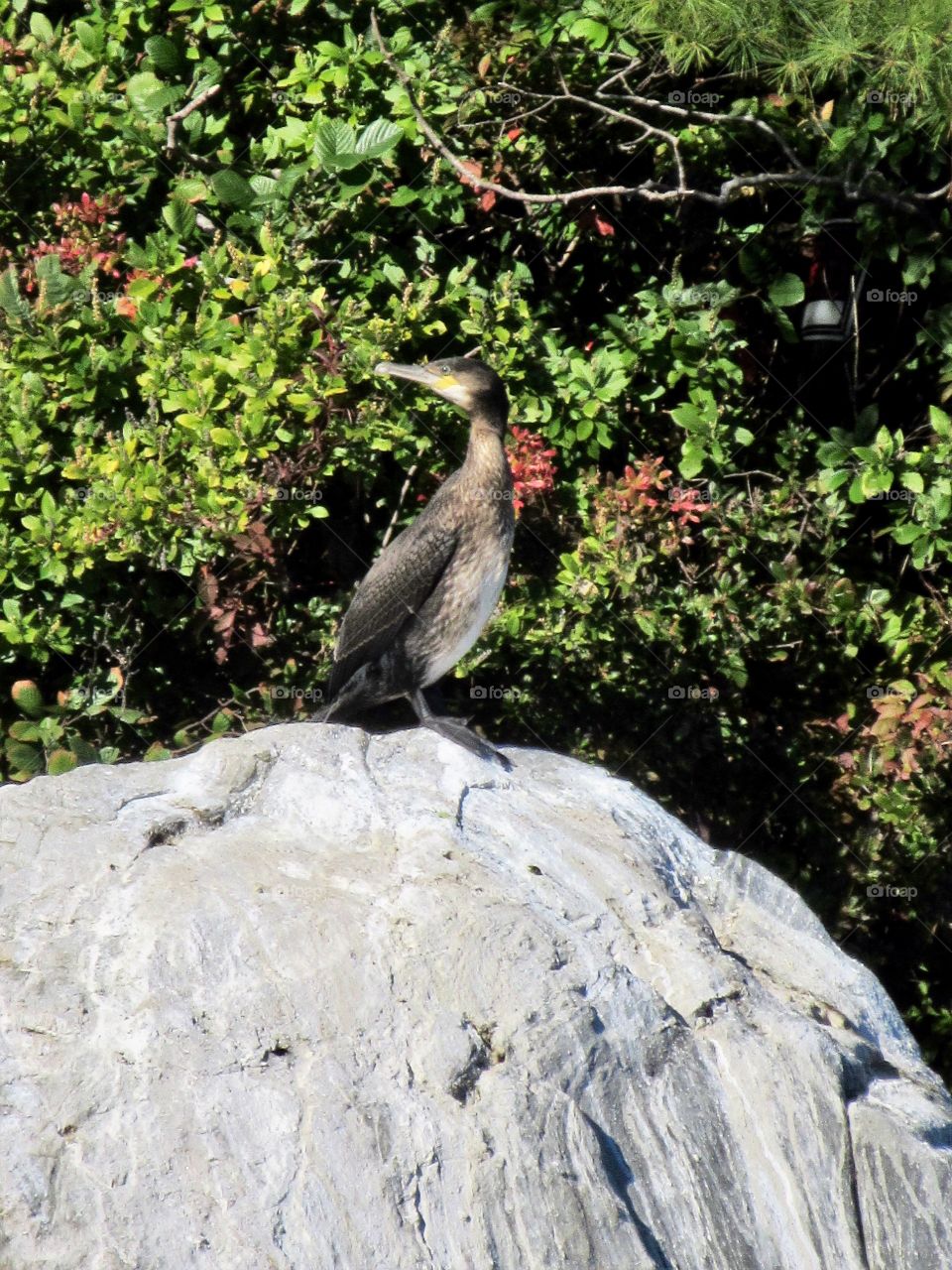 Cormorant Bird 