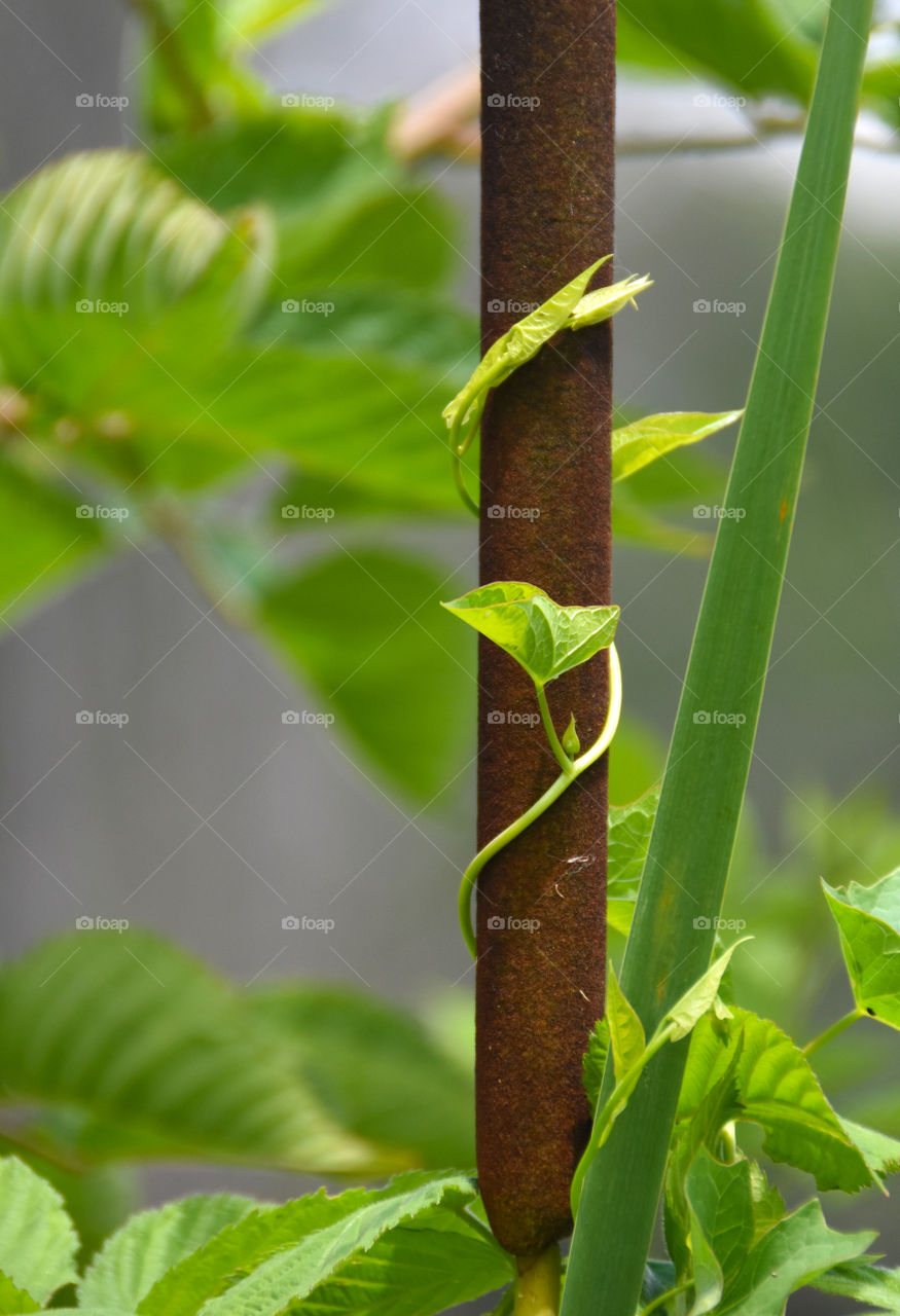 Cat tail with ivy around it