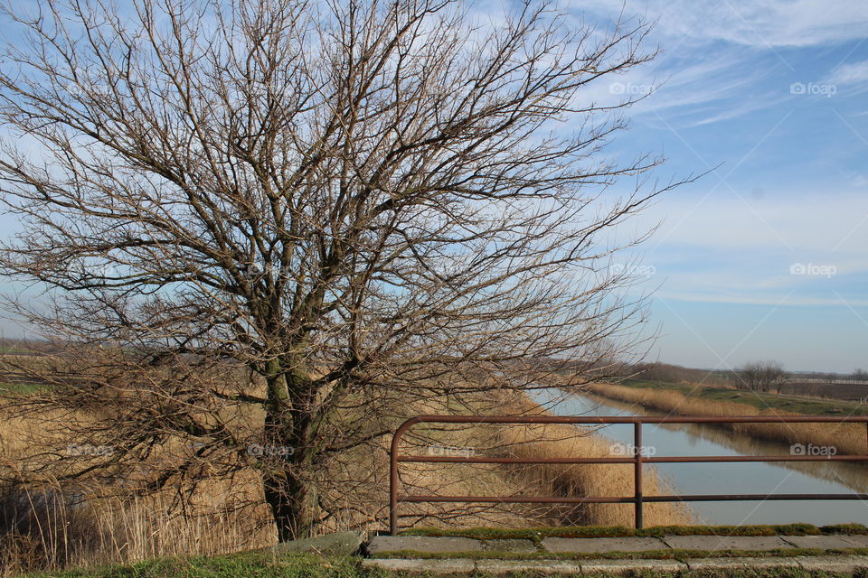 Autumn, dry tree